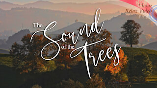 The Sound of the Trees / an antidepressant video