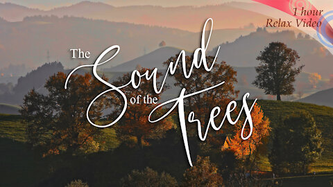 The Sound of the Trees / an antidepressant video