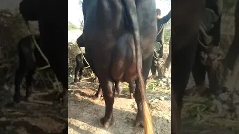 watch Nili Ravi buffalo sale in Punjab Pakistan on YouTube 07/12/2023 03045544153