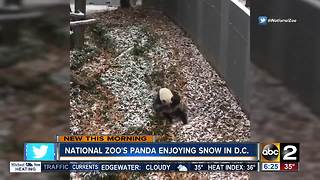 National Zoo panda Mei Xiang frolicks in the snow