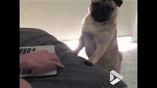 Cute Pug Loves Watching Kitten Videos On The Laptop