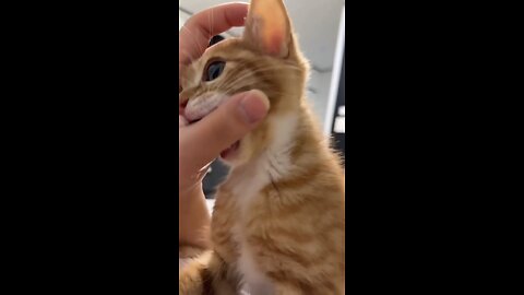 Cute cat bites on hand