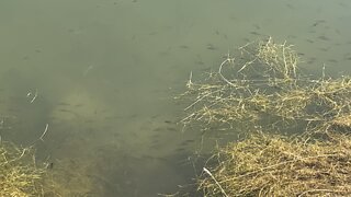 School of small bass