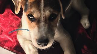 Jack Russell Dancing to a song