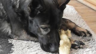 German Shepherd shares special bond with little chicks