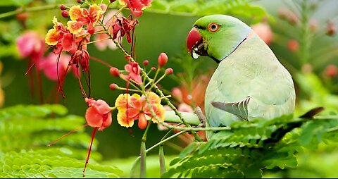 🦜"Funny and Cute: Talking Parrot Moments"🦜