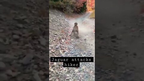 JAGUAR ATTACKS HIKER!😱😟