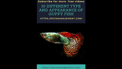 10 Different Types of Guppy Fish