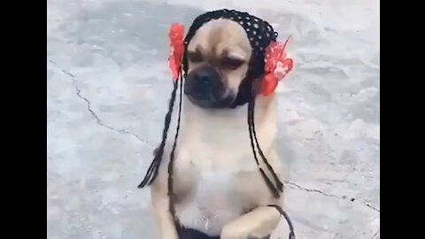 Cute Dog Funny Faiseon