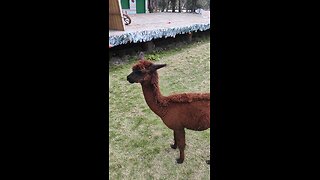 Llama!!