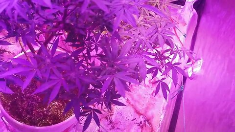 ToDay In The Tent - Cannabis in Bloom Day 16.