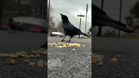 Solo eating yummy stuff with Shaggy and a new friend Speedy the bluejay! #corvids #urbancrows