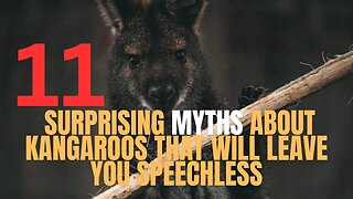 11 Misconceptions About Kangaroos - Let's Set the Record Straight