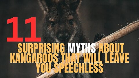 11 Misconceptions About Kangaroos - Let's Set the Record Straight