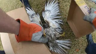 Police officers rescue hawk with cardboard box