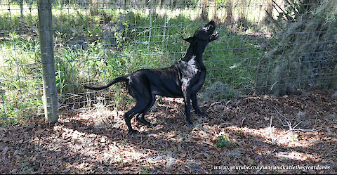 Funny Great Dane Loves To Lean And Scratch On The Fence