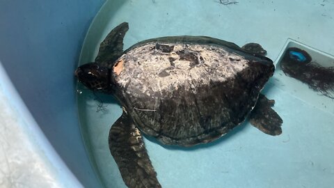 Sernapesca y Parque Safari logran exitosa reinserción de tortuga marina a su hábitat