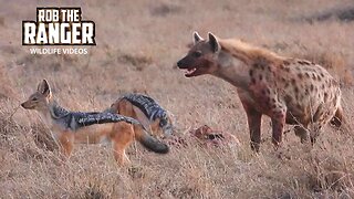 Hyena And Jackals Compete For A Gazelle Meal | Maasai Mara Safari | Zebra Plains
