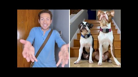 Dogs have hilarious reaction when owner comes home