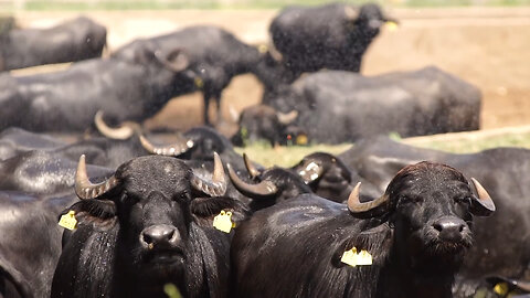 Innovative Water Buffalo Farming Techniques for High-Quality Milk Production and Processing