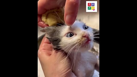 Bathing a rescue kitten: The ingenious way to keep them clean