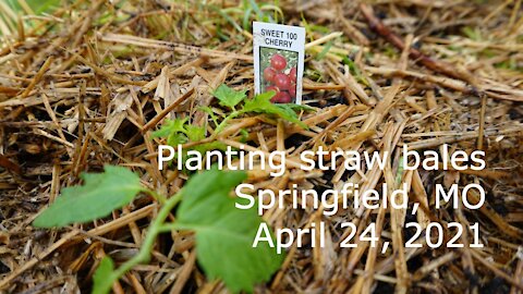 Planting bales, April 24, 2021, Springfield, MO