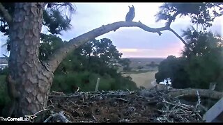 Male Great Horned Owl on Fairway Branch 🦉 01/20/23 17:54