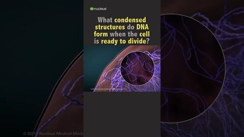 Biology Quiz: What condensed structures do DNA form when the cells is ready to divide?
