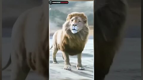 Lion King Attitude Video, Lion