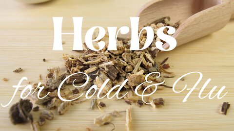 Our 3 Favorite Medicinal Herbs For Cold & Flu