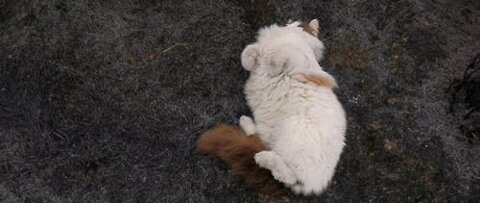 A Cat Playing on a Burnt Grass