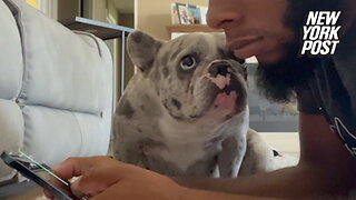 Puppy vs. phone! French bulldog smacks distracted owner in the face