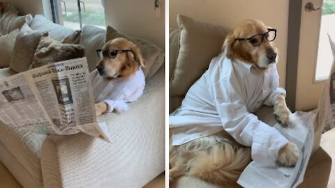 Golden retriever dressed in White Shirt & Sits on a Couch & Reads The Newspaper.