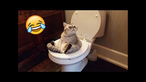Funny Cats And Dogs Videos 🐱🐶 Funniest Animals - Videos of Funny Animals