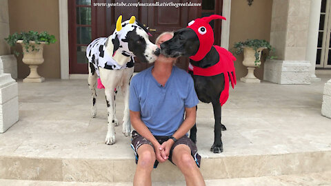 Great Danes In Surf and Turf Halloween Costumes Love to Give Kisses