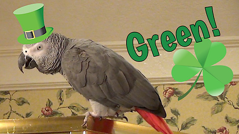 Lucky parrot is in the St. Patrick's Day spirit
