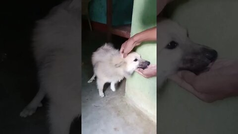 Fluffiest Puppy Ever!