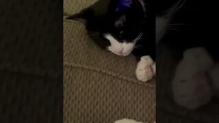 Cat Purring - Oreo
