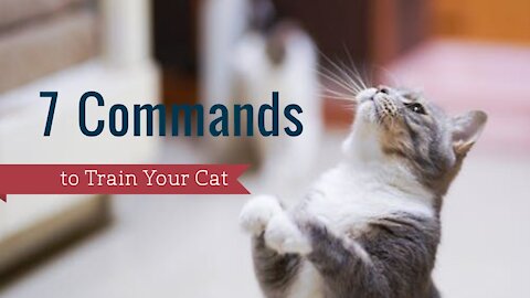 7 Commands to Train Your Cat