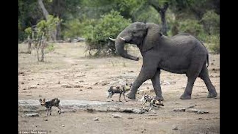 Pandemonium Broke out When Wild Dogs attack Elephants at The Kruger National Park