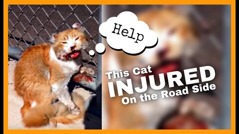 This Cat Injured On The Road Side || A Good Guy Helping Her