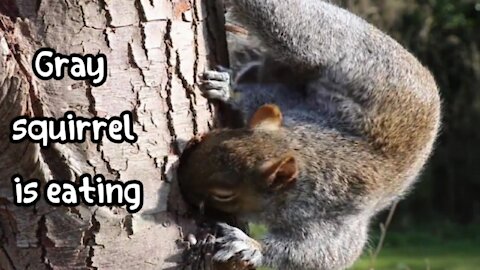 Gray squirrel eats tree bark