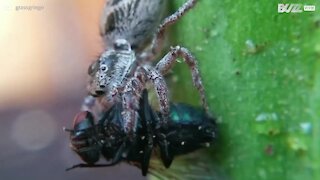 Edderkop spiser en flue i uhyggeligt closeup