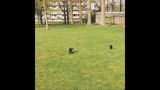 Crow attacks intruding dachshund