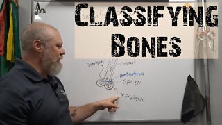 Classifying bones in the human body.
