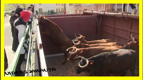 CABAÑAS DE EBRO ( ZARAGOZA ) MATINAL Y TARDE ( SÁBADO 2 ABRIL 2022 ) GNAD:USTARROZ