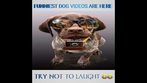 Pet lovers | fuuny dog videos