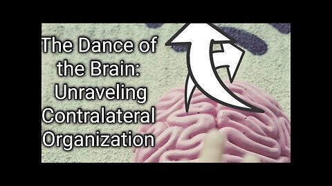 The Dance of the Brain: Unraveling Contralateral Organization