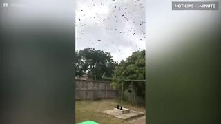 Enxame de abelhas gigantes invade casa na Austrália