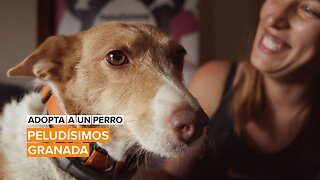 Adopta a un perro: Peludísimos de Granada